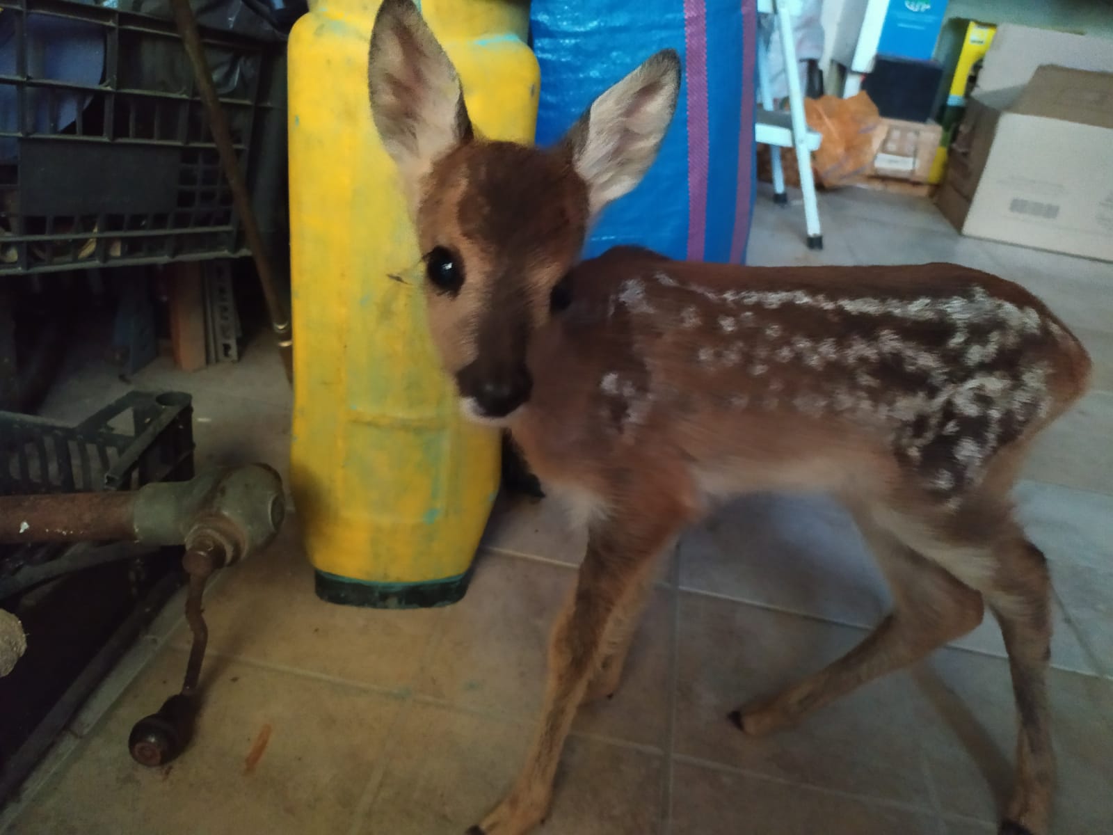 bambi