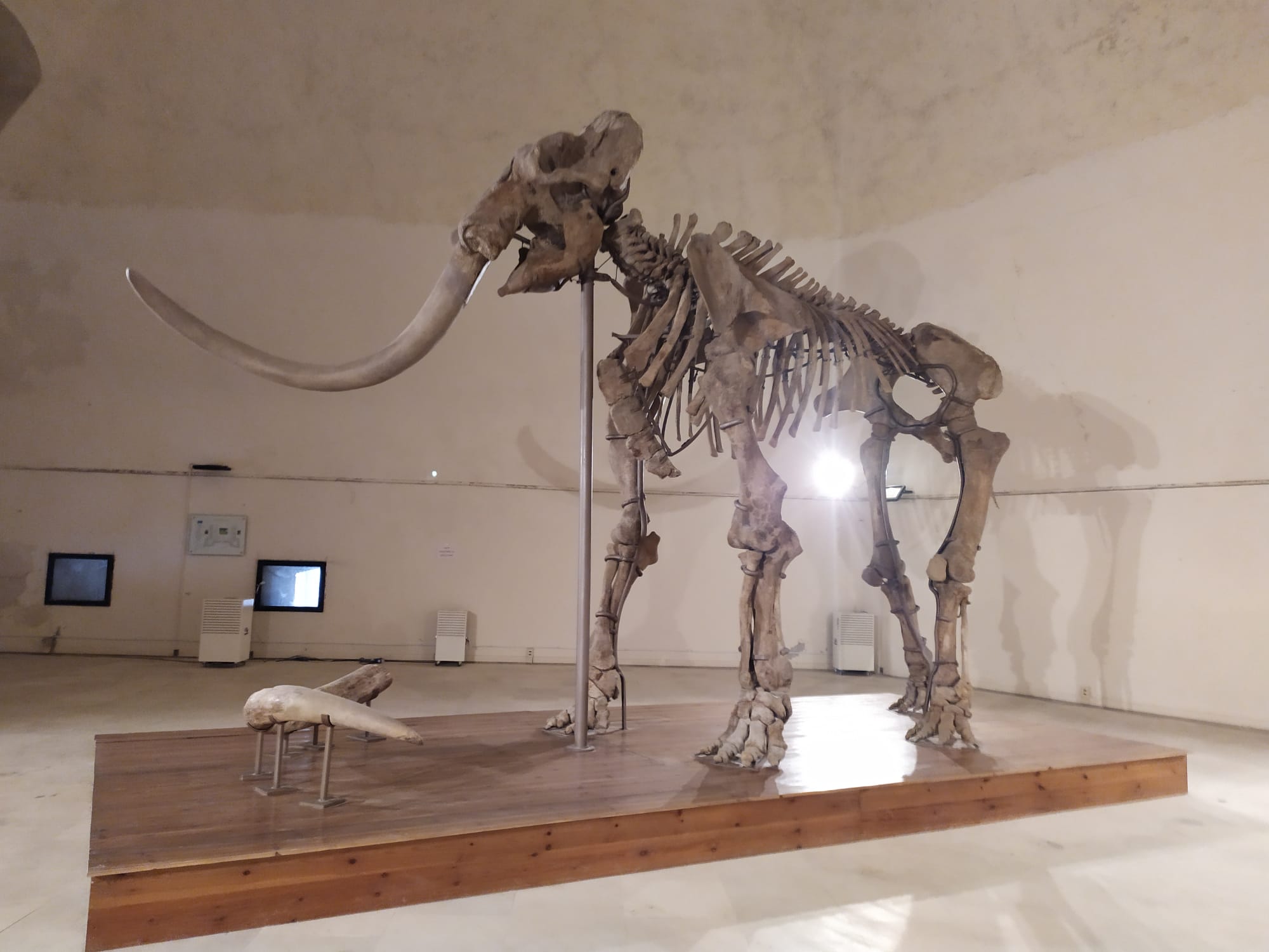 mammut1