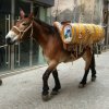 Alpini in preda a deliri mistici