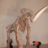 Mammuthus