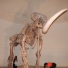 Mammuthus